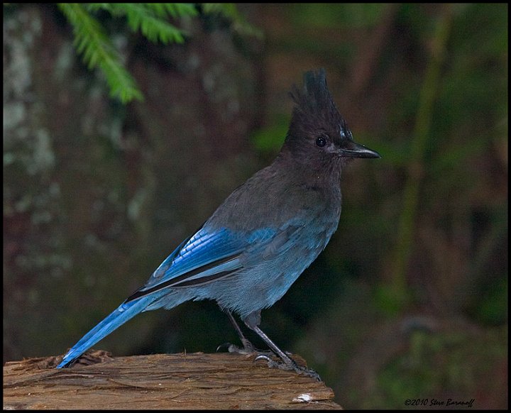 _0SB6241 stellers jay.jpg